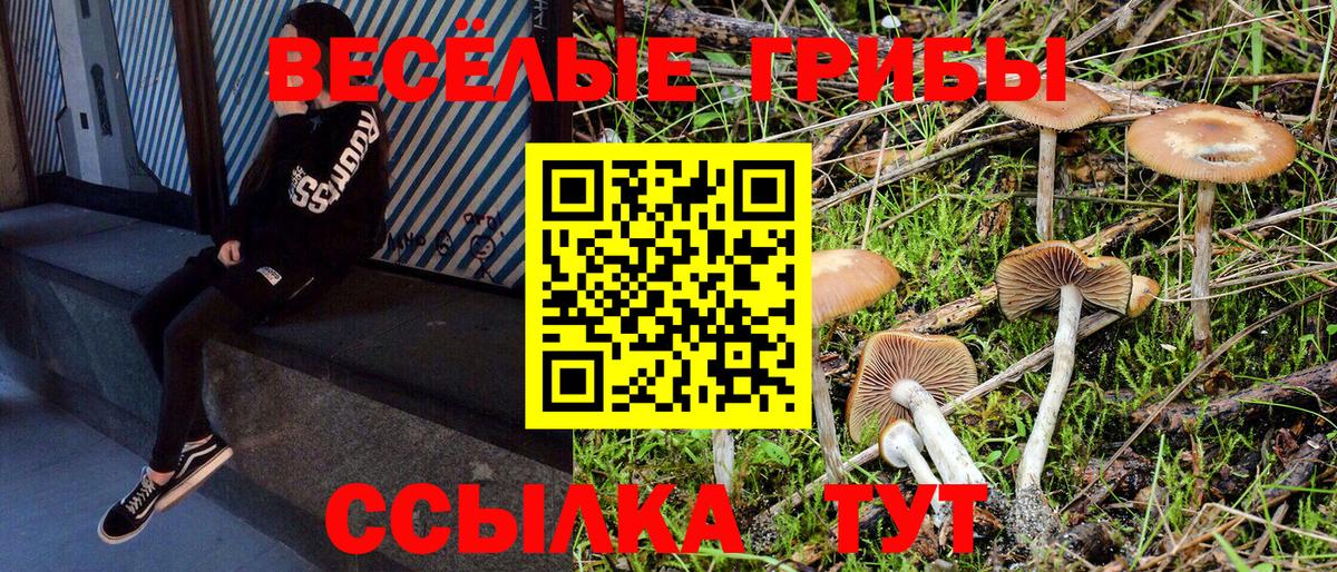 Псилоцибиновые грибы Psilocybe  Вход с VPN  Кисловодск 